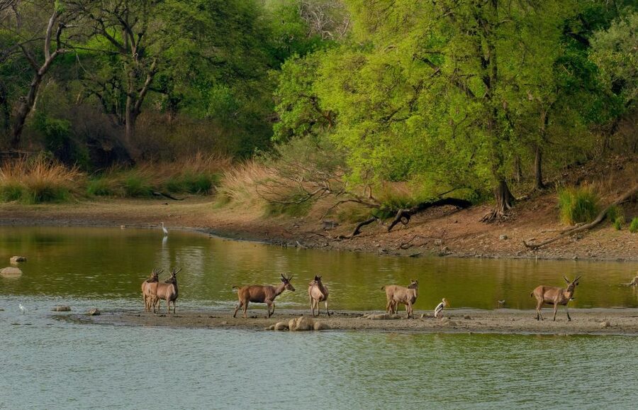 Kathmandu/Pokhara: Wildlife, Culture and Jungle Safari Tour - Why Chitwan and Sauraha fit this kind of trip