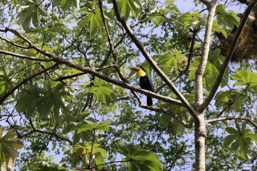 Kathmandu/Pokhara: Wildlife, Culture and Jungle Safari Tour - Day 2: wildlife by jeep or elephant, then canoe, jungle walk, and the village