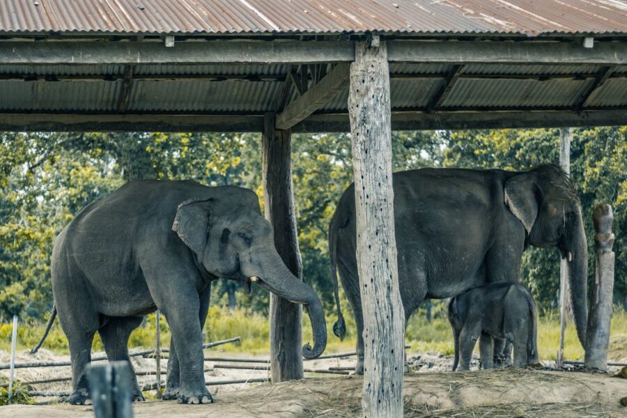 Kathmandu/Pokhara: Wildlife, Culture and Jungle Safari Tour - Jeep vs elephant ride: what to decide before you book