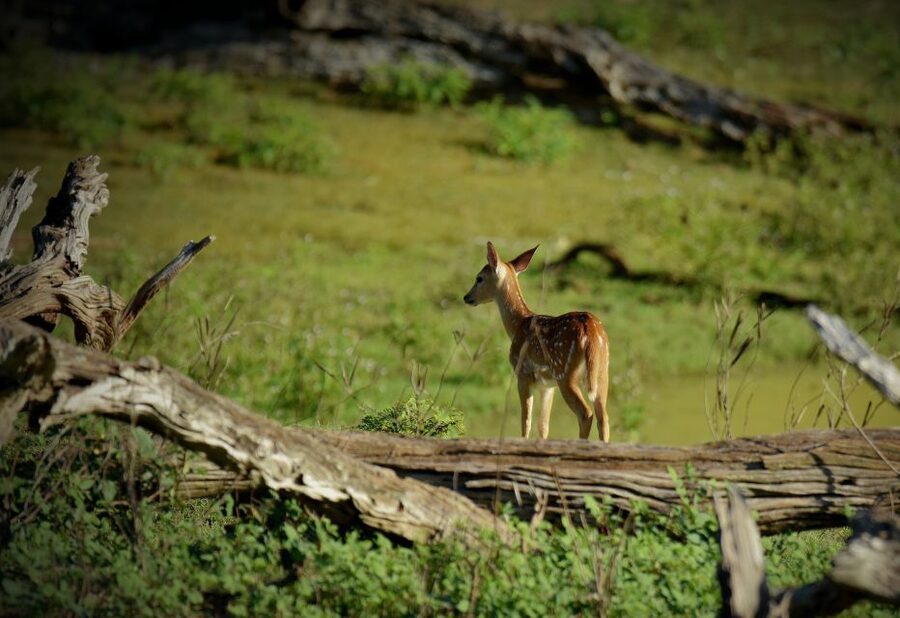 Kathmandu/Pokhara: Wildlife, Culture and Jungle Safari Tour - The Tharu culture stops: why the show and village visit matter