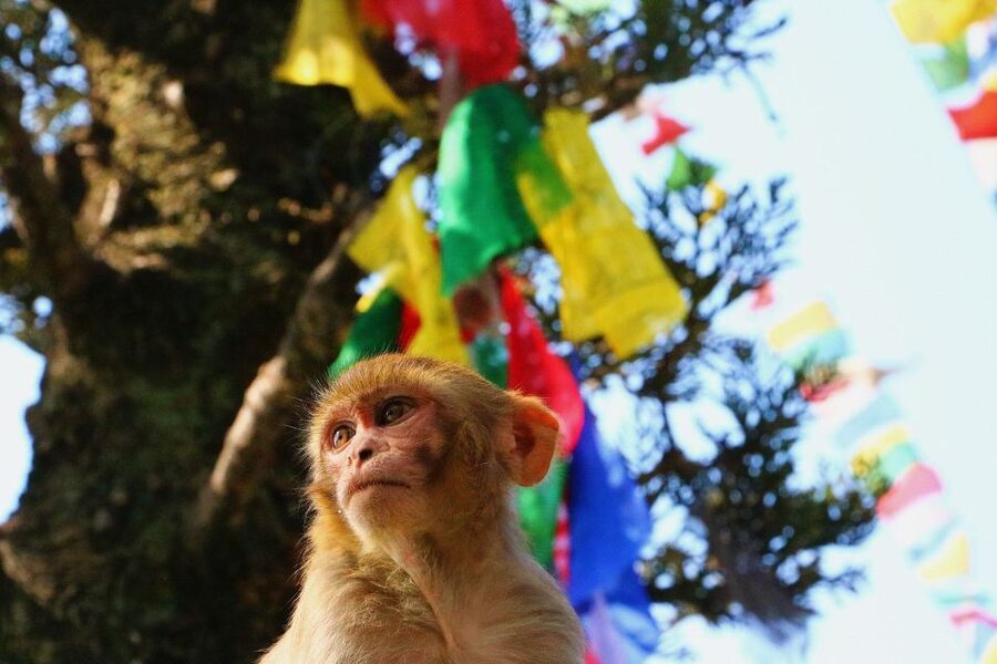 Kathmandu: Private City Guided Tour - Price and Value: Is $40 a Deal or a Trap?