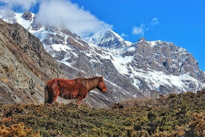 Kathmandu to Langtang Valley 7-Day Trek - Day 5 to Kyanjin Ri: a 4,773 m viewpoint that feels like the whole trek