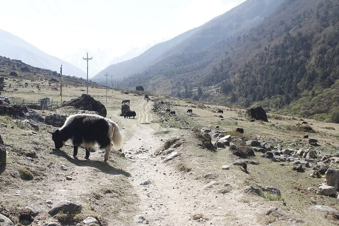 Langtang Trek from Kathmandu 7 Days - Key things that make this Langtang trek worth your time