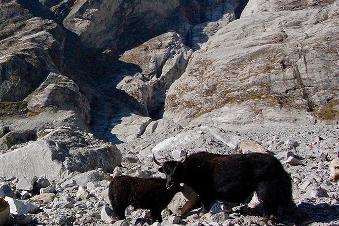 Langtang Valley Trek – 11 DAYS - Into the Glacial Valley: Ghora Tabela, Yak Pastures, and Gompa Stops