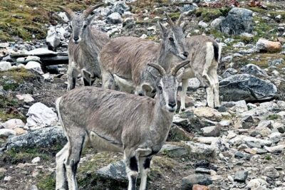 Manaslu Tsum Valley Trekking