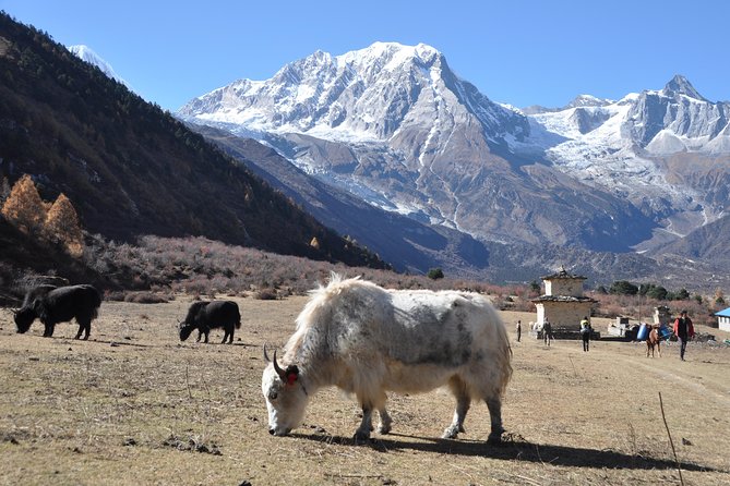 Manaslu Tsum Valley Trekking - The Larkya La day: early start, ice-lake views, and Bhimthan’s photo payoff
