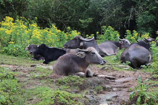 Mardi Himal Base Camp Trek (5 Days) - Day 2: From Jungle Silence Toward Badal Dhanda and Mardi Himal