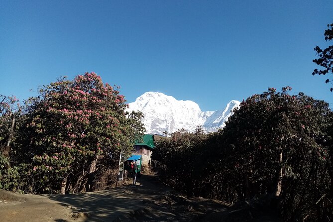 Mardi Himal Newly Discovered Trekking from Pokhara Nepal - Day 4 to High Camp: steady climb, then the Mardi Himal reveal