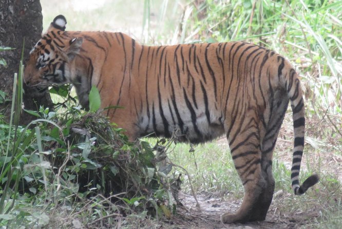 Mission Tiger, 4 days tour inside Chitwan National Park. - Heading to Chitwan from Sauraha, and why 6:30 am matters