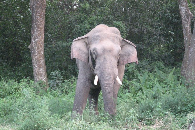 Mission Tiger, 4 days tour inside Chitwan National Park. - Day 2: full-day walk, breakfast, then another Rapti River crossing