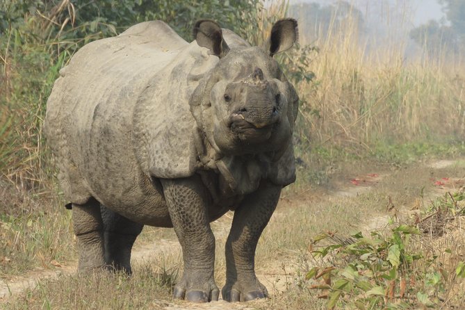Mission Tiger, 4 days tour inside Chitwan National Park. - Day 3: the adventure day, tiger and bird focus in the park