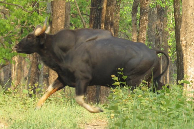 Mission Tiger, 4 days tour inside Chitwan National Park. - Day 4: open-hood jeep safari, deeper coverage, ending back in Sauraha