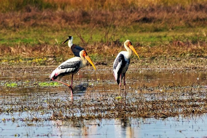 Nepal Birding - What You Might Spot: From Himalayan Monal to Forest Small Birds