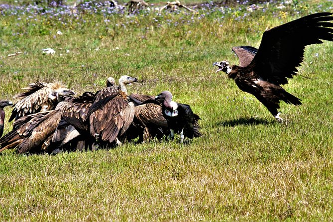 Nepal Birding - Chitwan National Park Option, Plus the Gadhi-Siraichuli IBA View