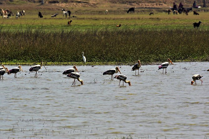 Nepal Birding - Shivapuri Nagarjun: Forest Edge Birding Without a Big Undertaking