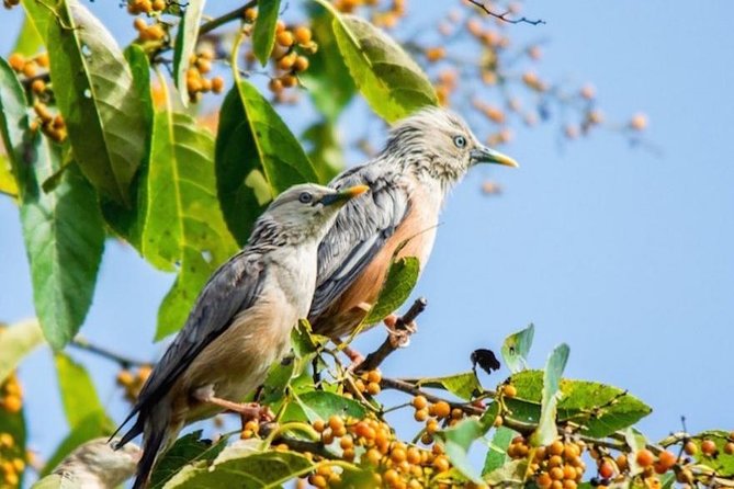 Phulchoki bird-watching tour - Key Things I’d Mark on Your Checklist