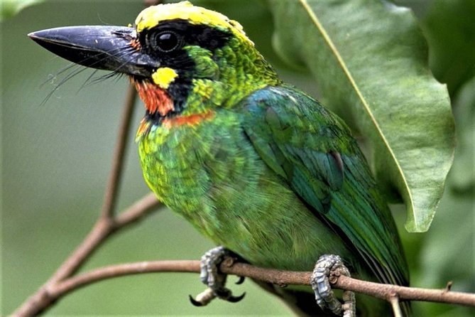 Phulchoki bird-watching tour - The Phulchoki climb: 2,782 m views and rhododendron country