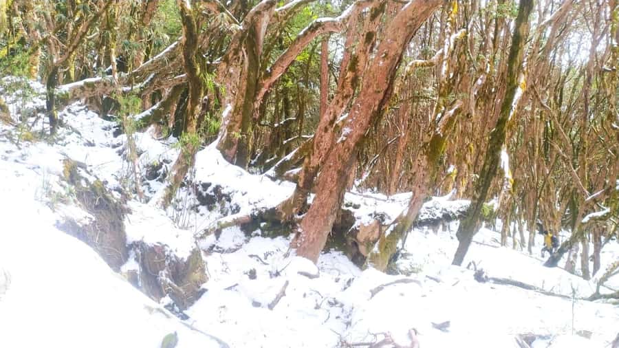 Pkr. Backpacker Group Dep.: 4 Day Mardi Himal Base Camp Trek - What the lesser-known route does for your experience