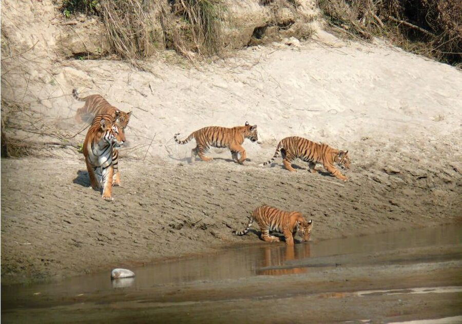 Pokhara: 1 Night 2 Day Chitwan Safari Tour - Key highlights worth planning around