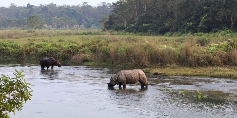Pokhara: 1 Night 2 Day Chitwan Safari Tour - Day 1 in Chitwan: Pickup, Arrival Lunch, and Your First Round of Jungle Time