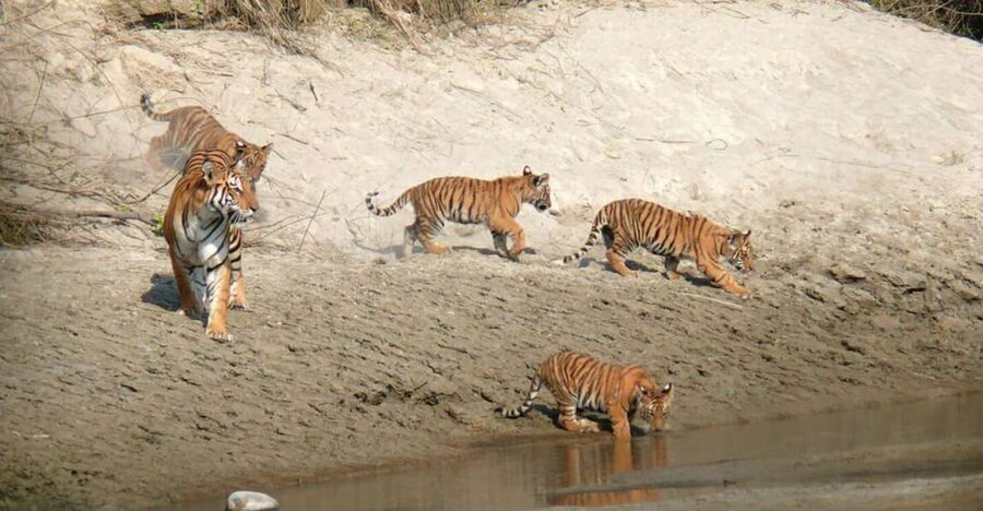 Pokhara: 1 Night 2 Day Chitwan Safari Tour - Getting Meaning From the Jeep Safari: Comfort, Control, and Better Spotting