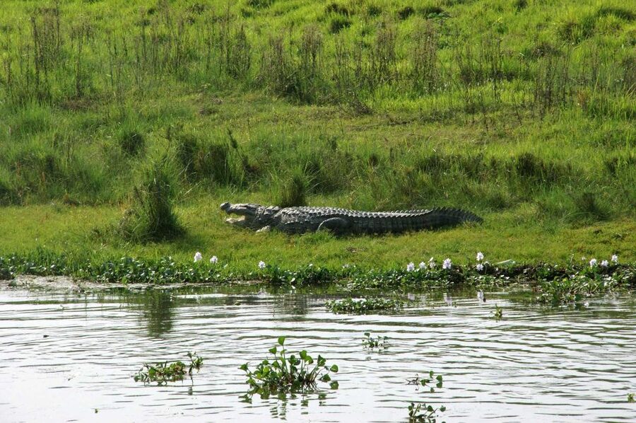 Pokhara: 1 Night 2 Day Chitwan Safari Tour - What to Bring, and What You Can’t Bring