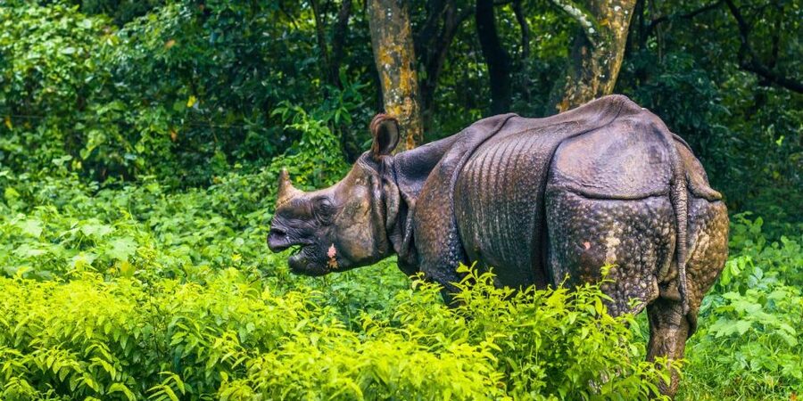 Pokhara: 1 Night 2 Day Chitwan Safari Tour - Wildlife Chances in the Terai: What You’re Actually Set Up to See