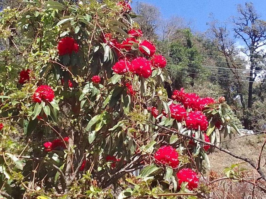 Pokhara: 3-Day Ghorepani, Poon Hill and Ghandruk Guided Trek - Food and comfort, tea house reality vs. hotel expectations