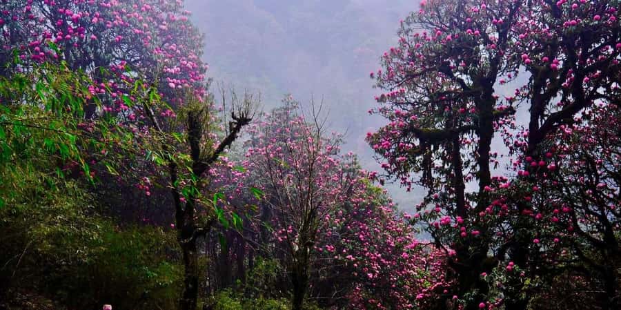 Pokhara: 3- days Poon Hill Trek - Price and Value: Is $147 Fair for a 3-Day Guided Poon Hill Trek?
