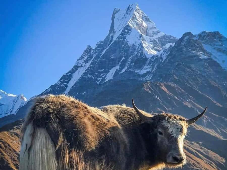 Pokhara: 4-Day Mesmerizing Mardi Himal Guided Trek - Mardi Himal in 4 days, with the right kind of effort