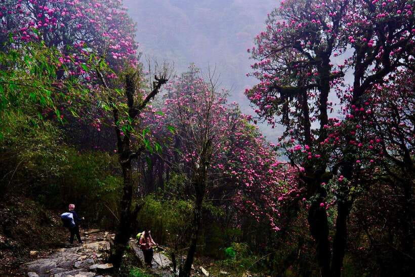 Pokhara: 4-Day Poon Hill and Ghandruk Guided Trek - What you actually get for the price, and what you still handle