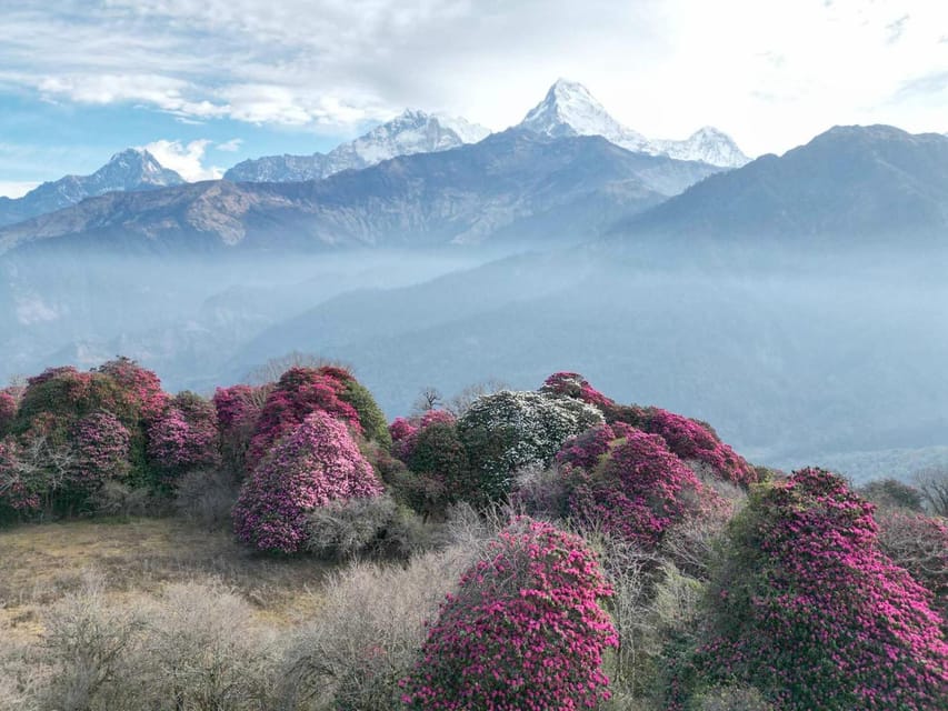 Pokhara: 7-Day Annapurna Base Camp Via PoonHill & Hot Spring - Price and What You Get for $267 Per Person
