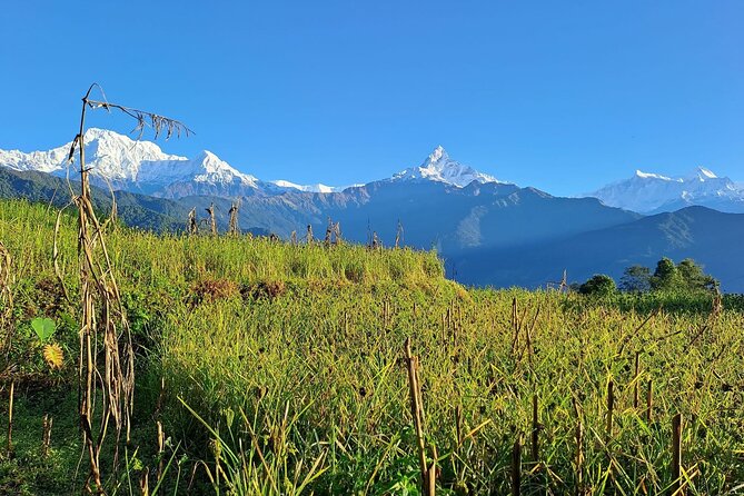 Pokhara: Easy Day Hike to Australian Camp & Dhampus Village - Guides, timing, and English clarity that actually matter