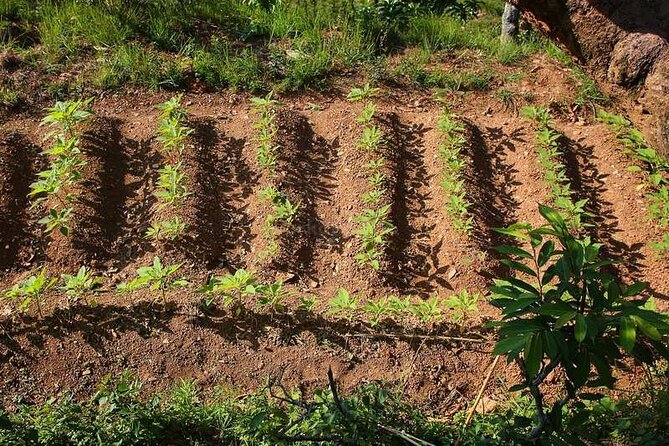 Pokhara: Organic Farm Tour and Cooking Class at Durku - Price and Value: What $115 Buys (and What It Does Not)