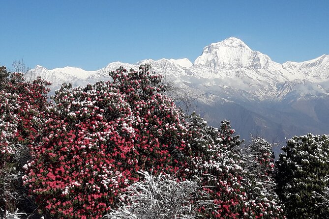 Pokhara: Poon Hill Ghorepani Short Trek - Private Guide Support: Why the Trek Feels Personal