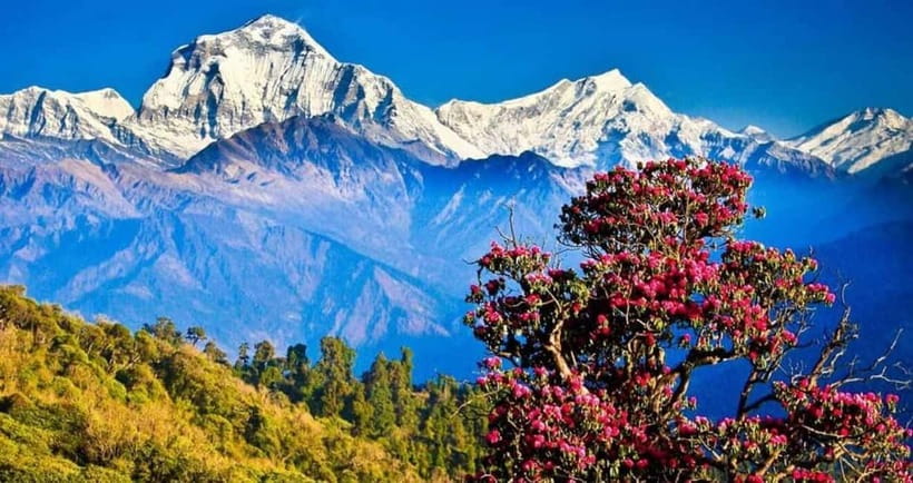Pokhara: Poon Hill Trek - Day 4: Ghandruk sunrise light, Gurung breakfast, then back to Pokhara
