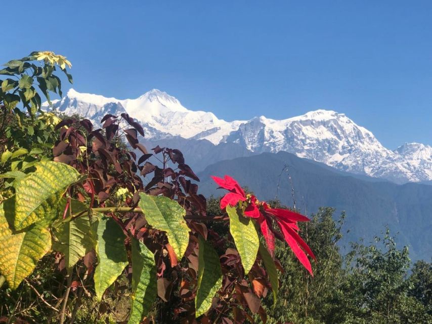 Pokhara: Sunrise Tour to Sarangkot - Tea House Break in Sarangkot: Small Stop, Big Comfort