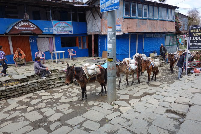 Poonhill Trek - Day 4 up to Poon Hill (3210m): the short hike that drives the whole trek