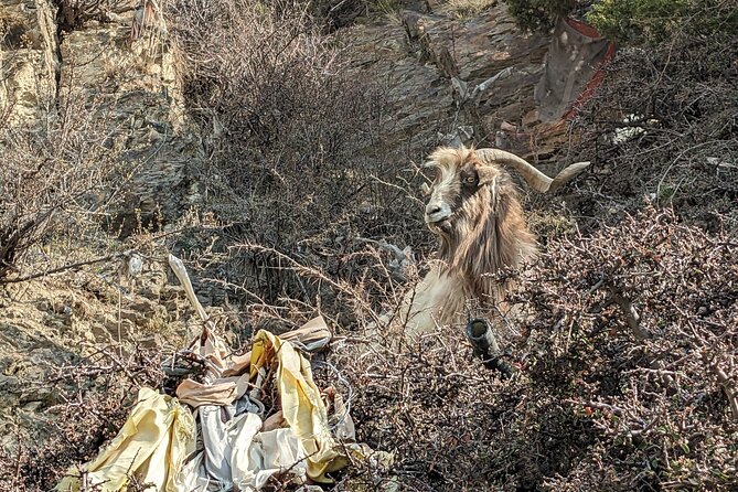 Private Annapurna Circuit Trek - Chame to Pisang: Forest Steps, Apple Orchards, and Prayer Flags