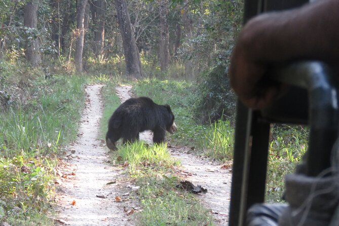 Private Jeep Safari (8-10 hrs.)inside Chitwan National Park. - Morning Pickup, Start Time, and the Flow of Your Day
