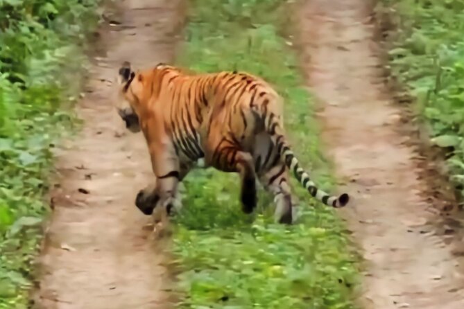 Private Jeep Safari (8-10 hrs.)inside Chitwan National Park. - Lunch Box, Water, and Staying Comfortable for 8 to 10 Hours