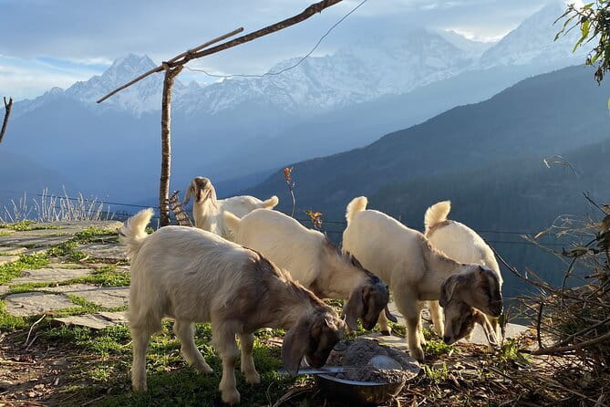 Private Tour Local Culture and The View of Mohare Danda - Key Highlights You Should Know Before Going
