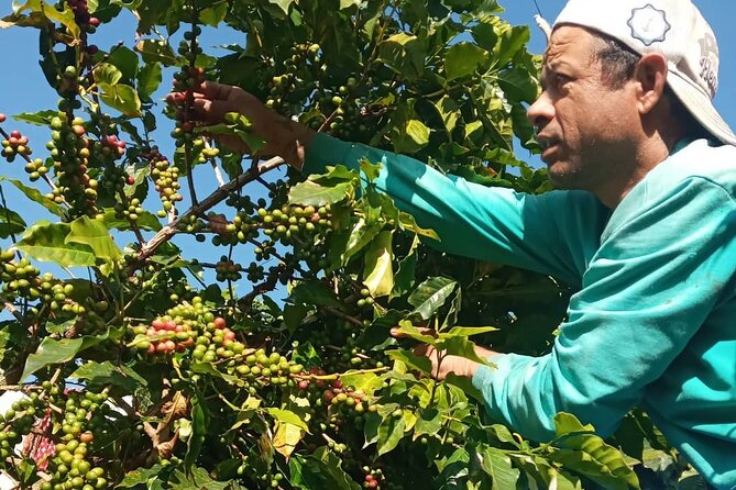 Sarangkot Village Coffee Culture and Authentic Local Life Tour - Price and value: what $60 buys you in Pokhara