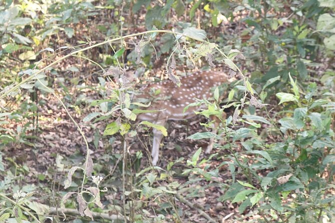Spirit of Nepal - 10 Days Tour - Chitwan National Park Day: A Full Day Out in the Wild