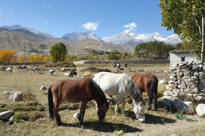 Upper Mustang Tiji Festival Trek 2024 - 18 Days - Entering the last forbidden kingdom: what “Upper Mustang” means on your feet